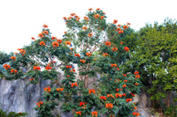 15 Red AFRICAN TULIP TREE (Fire Tree / Flame of the Forest / Fountain Tree) Spathodea Campanulata Seeds