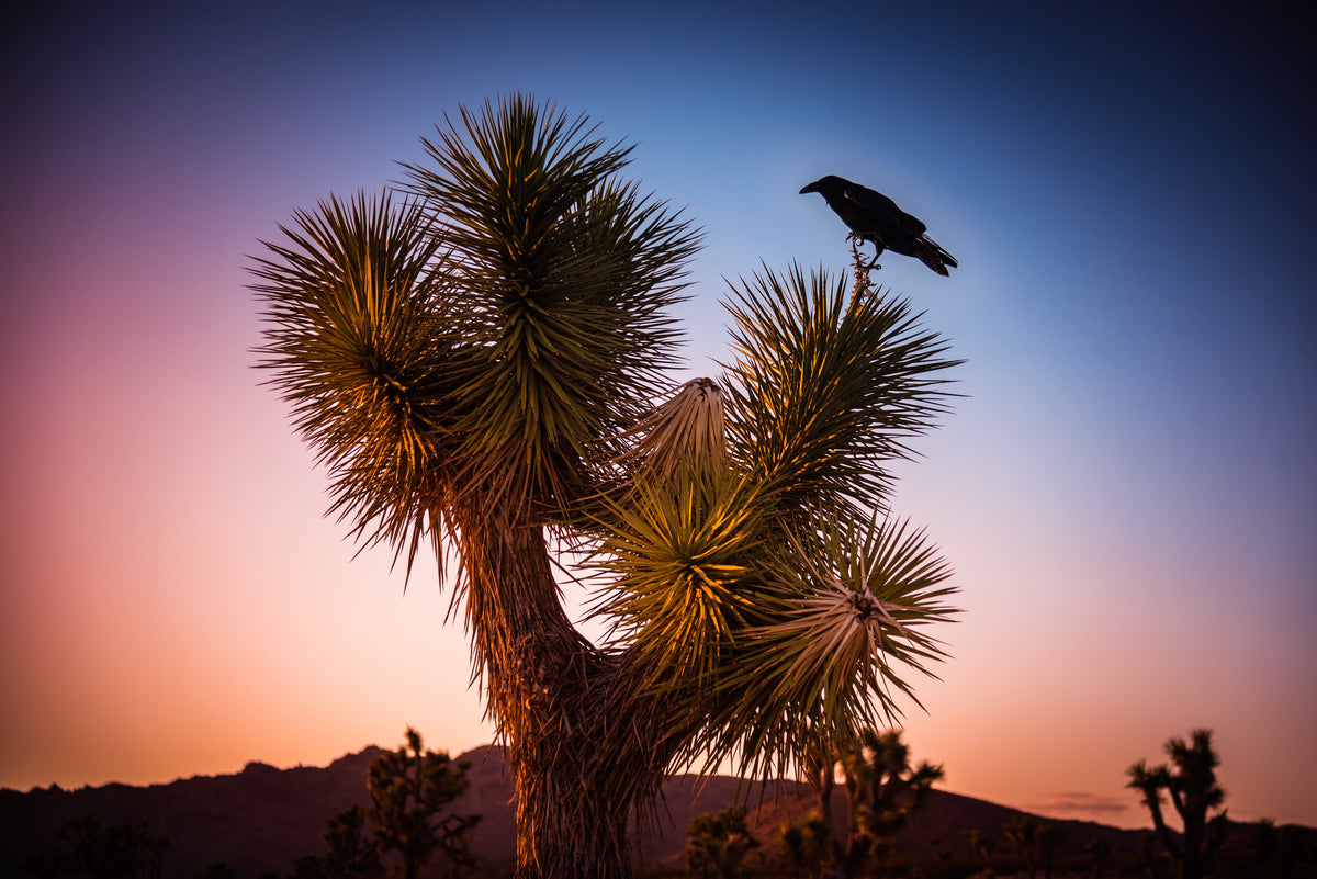 5 JOSHUA TREE Palm Tree Yucca Brevifolia White Flowers Cactus Succulent Seeds