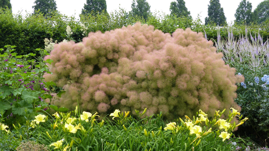 30 PURPLE SMOKE TREE Shrub Smokebush Cotinus Coggygria Rhus Cotinus Sumach Seeds