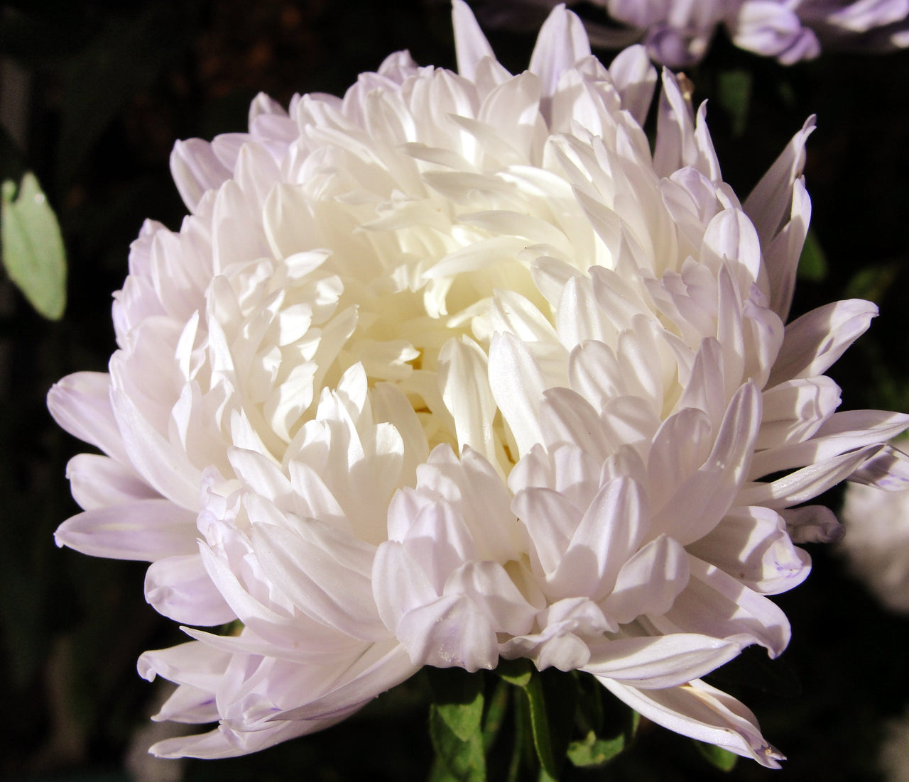 30 MIXED PAEONY ASTER Callistephus Peony Red Pink White Blue Purple Yellow Coral Apricot French Flower Seeds