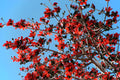 10 RED SILK COTTON Tree Bombax Ceiba Kapok Tropical Flower Seeds