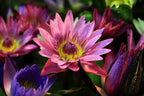 3 Organic Mixed Colors LOTUS Nelumbo Nucifera Pond Water Lily Lilypad Blue Red Flower Large Seeds
