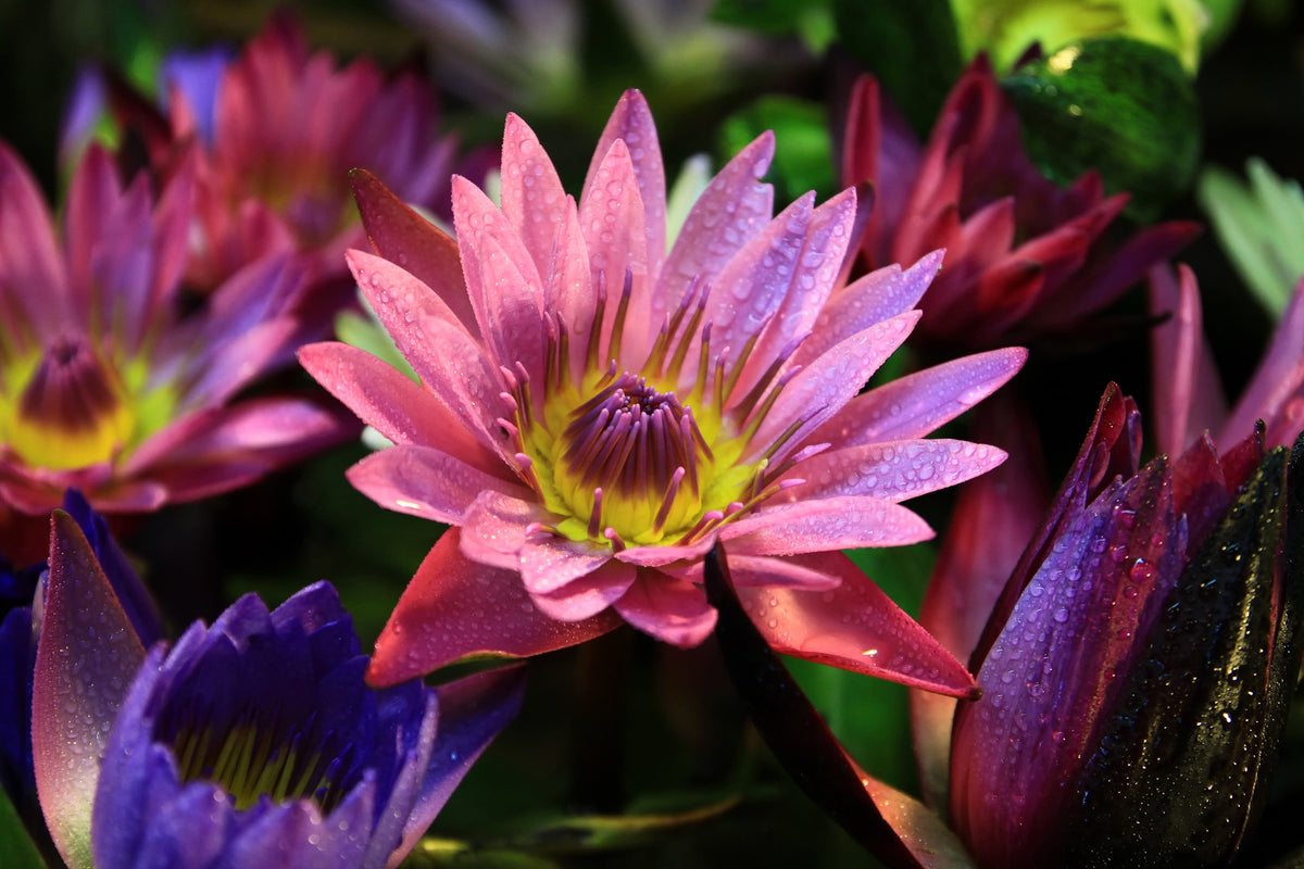 3 Organic Mixed Colors LOTUS Nelumbo Nucifera Pond Water Lily Lilypad Blue Red Flower Large Seeds