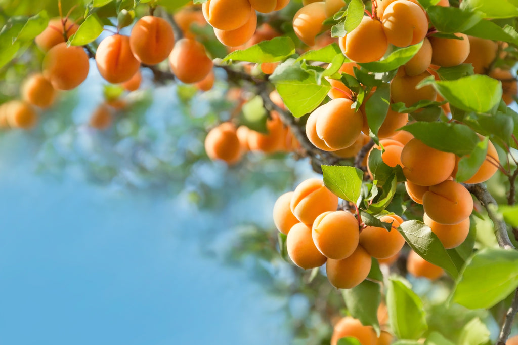 5 MANCHURIAN APRICOT Fruit Tree Flowering Prunus Mandshurica Seeds