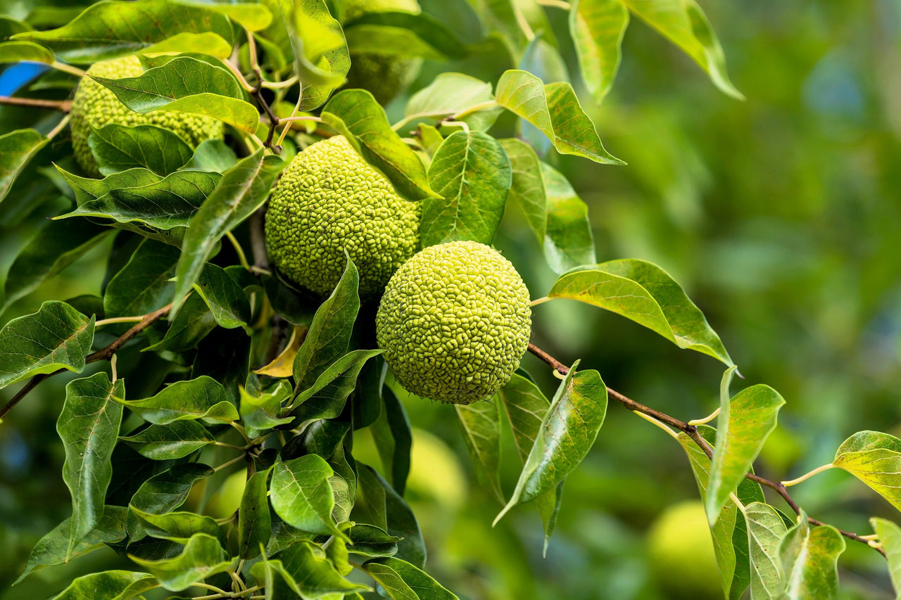 hedge plants seeds 10 HEDGE Apple Osage Orange Horse Apple Monkey Ball Maclura Pomifera Tree Seeds