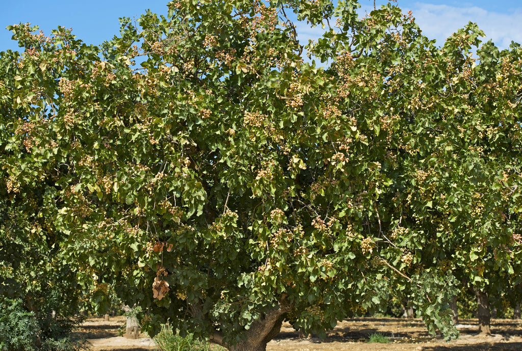 5 PISTACHIO NUT TREE Pistacia Vera Fruit Red Flowers Seeds