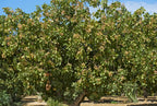 5 PISTACHIO NUT TREE Pistacia Vera Fruit Red Flowers Seeds