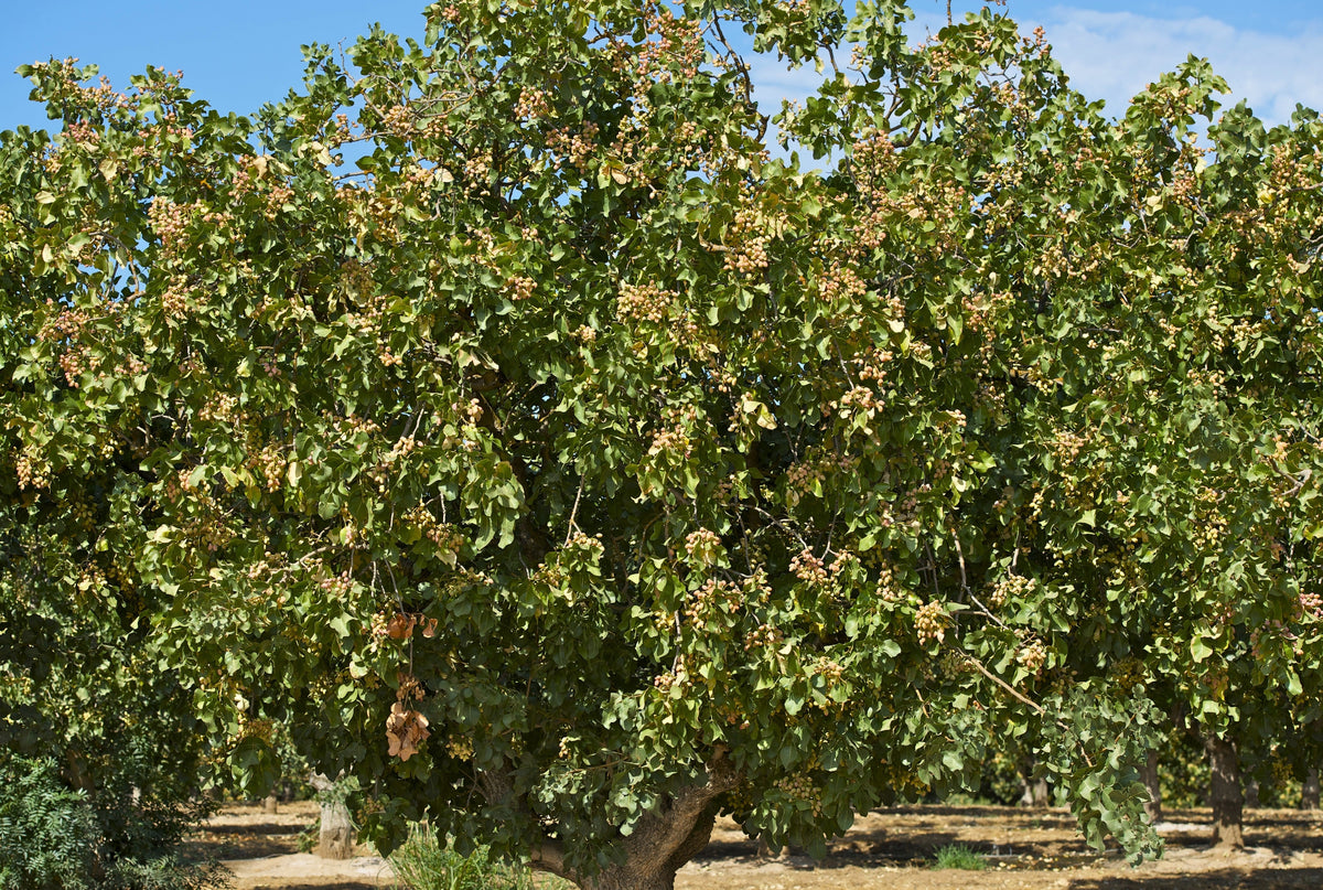 5 PISTACHIO NUT TREE Pistacia Vera Fruit Red Flowers Seeds