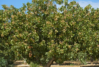 5 PISTACHIO NUT TREE Pistacia Vera Fruit Red Flowers Seeds