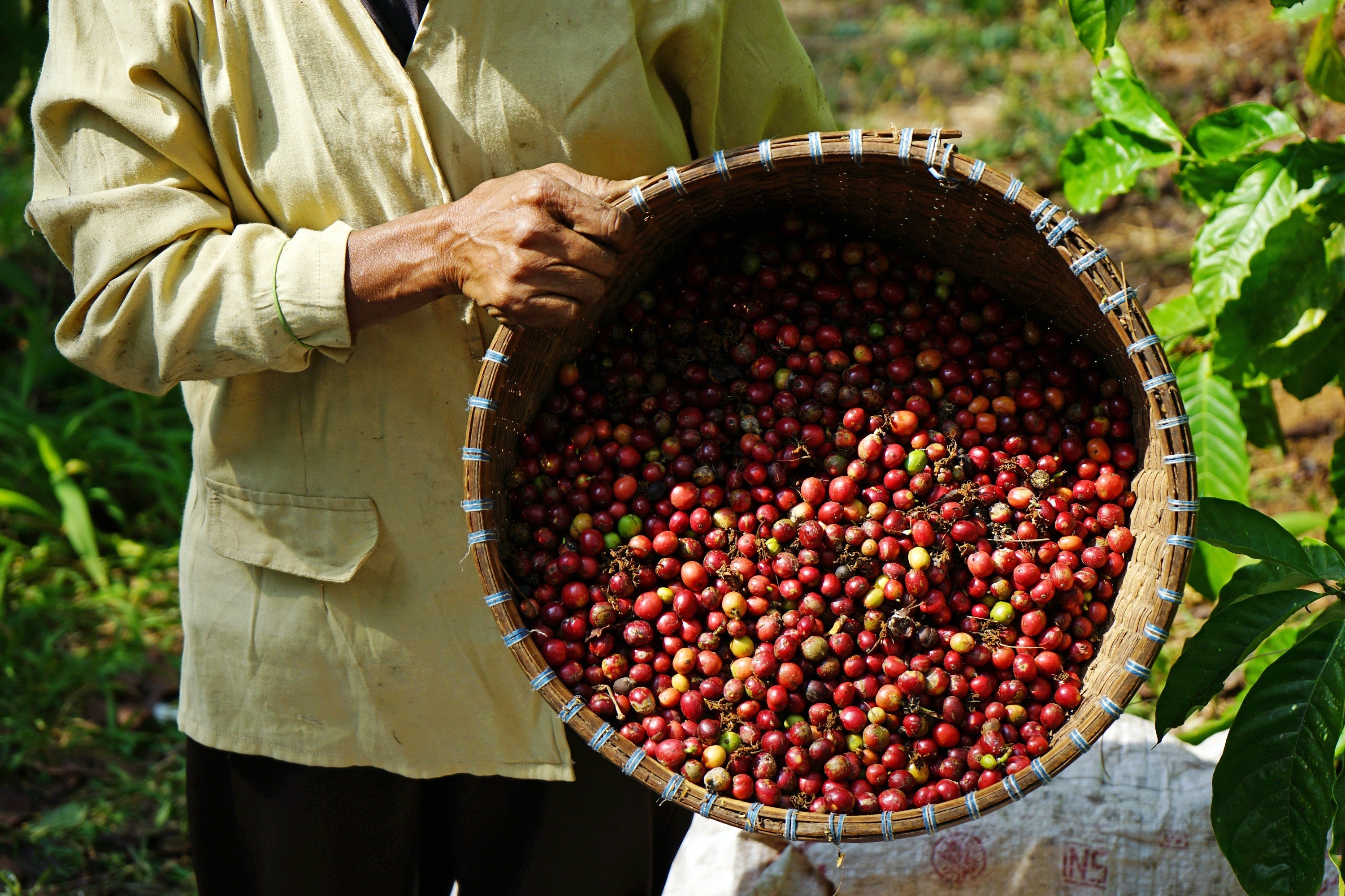 arabikaです！ 15 ARABICA COFFEE Tree Shrub Seeds - Grow your own coffee! – The
