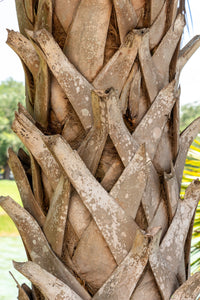 10 Hardy SABAL PALM TREE Cabbage Palmetto Flower Seeds