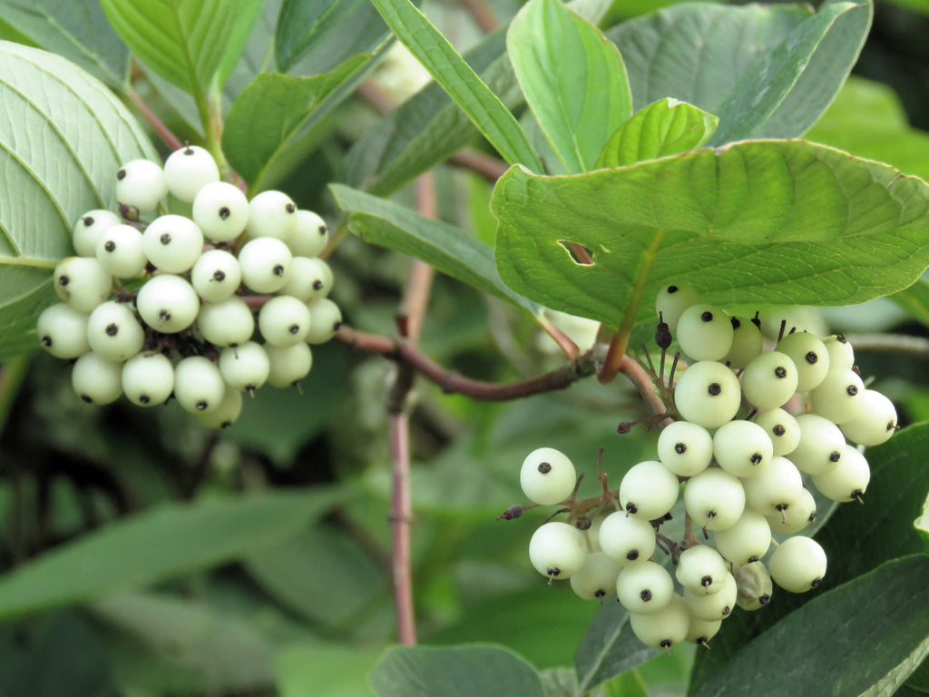 25 FIRE and ICE DOGWOOD Cornus Alba Shrub Tree Variegated Red Bark White Berry & Flower Seeds