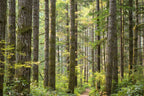 20 DOUGLAS FIR Tree Abies Pseudotsuga Menziesii Christmas Tree Blue Douglas Pine Spruce Native Evergreen Seeds