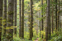 20 DOUGLAS FIR Tree Abies Pseudotsuga Menziesii Christmas Tree Blue Douglas Pine Spruce Native Evergreen Seeds