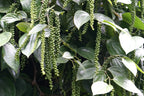 25 BLACK PEPPERCORN Black Pepper Piper Nigrum Spice Vine Seeds