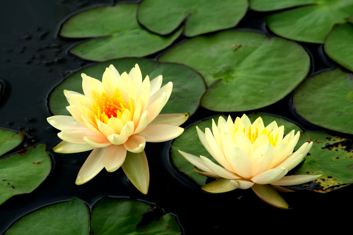 3 Organic Mixed Colors LOTUS Nelumbo Nucifera Pond Water Lily Lilypad Blue Red Flower Large Seeds