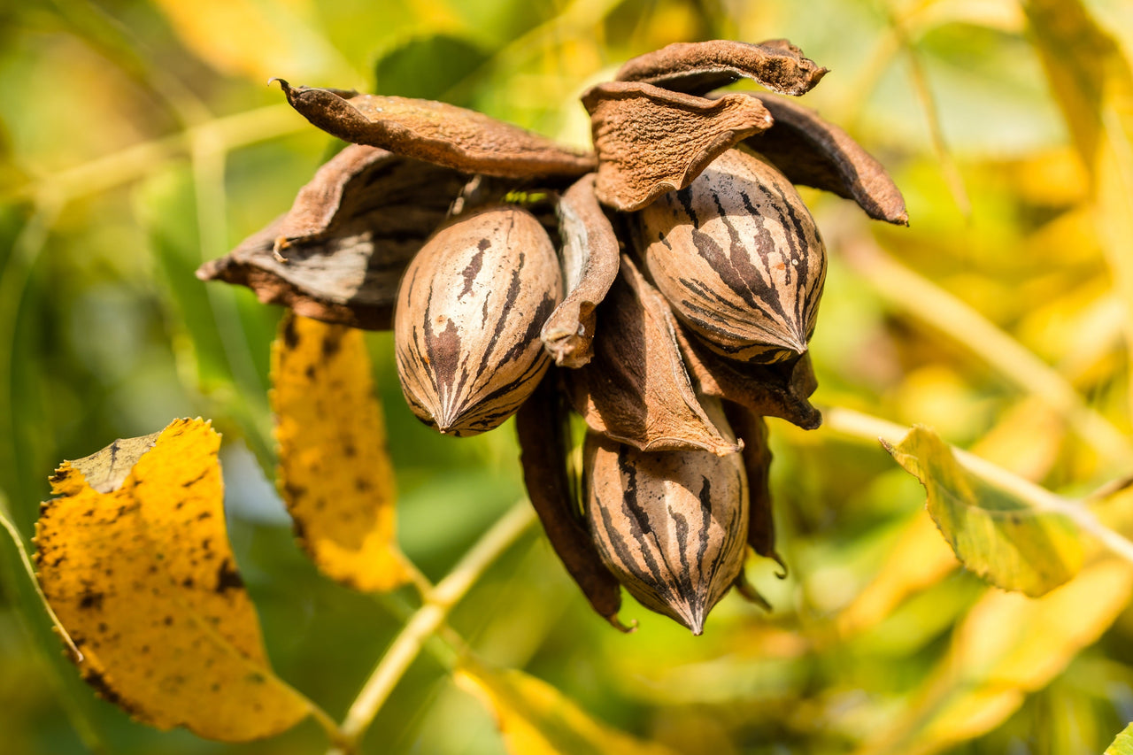 thumbnail image 2 of Pecan Tree Seeds – Carya Illinoinensis, NON-GMO, Organic 2016 Crop, USA Seller 2 of 5