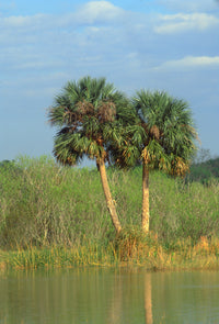 10 Hardy SABAL PALM TREE Cabbage Palmetto Flower Seeds