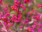 25 EUROPEAN SPINDLE TREE Euonymus Europaeus Spindletree Pink & Orange Flower Shrub Seeds