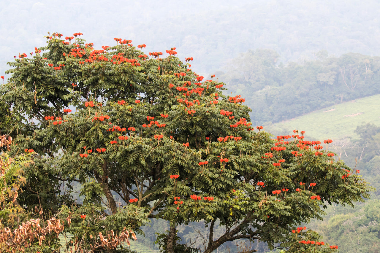 15 Red AFRICAN TULIP TREE (Fire Tree / Flame of the Forest / Fountain Tree) Spathodea Campanulata Seeds