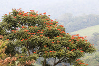 15 Red AFRICAN TULIP TREE (Fire Tree / Flame of the Forest / Fountain Tree) Spathodea Campanulata Seeds
