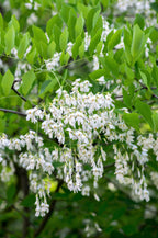 10 YELLOW ASH TREE Kentucky Yellowwood White Flowers Cladrastis Lutea Kentukea Seeds
