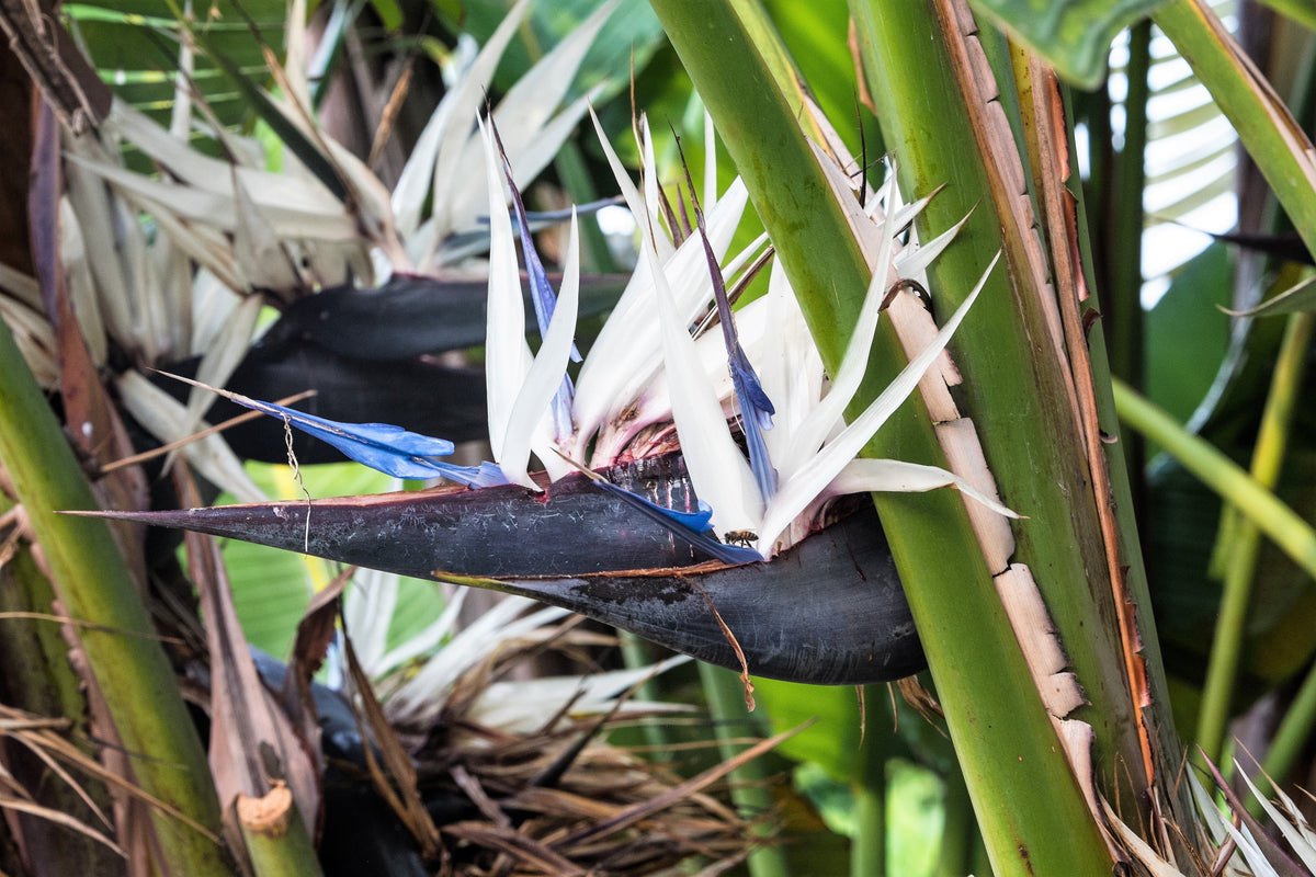5 GIANT BIRD OF PARADISE Tree Strelitzia Nicolai Wild Banana White Crane Blue Purple Flower Houseplant Seeds