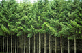 20 DOUGLAS FIR Tree Abies Pseudotsuga Menziesii Christmas Tree Blue Douglas Pine Spruce Native Evergreen Seeds