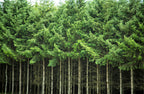 20 DOUGLAS FIR Tree Abies Pseudotsuga Menziesii Christmas Tree Blue Douglas Pine Spruce Native Evergreen Seeds