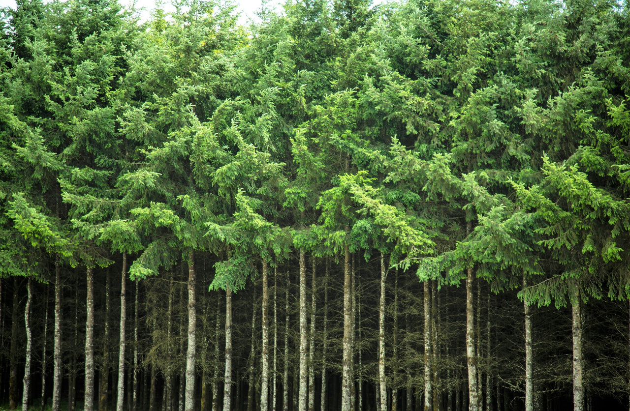 Grow Your Own CHRISTMAS TREE - Douglas Fir ( Pseudotsuga Menziesii ) Gift Packet of Tree Seeds