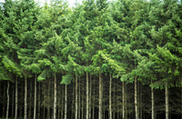 Grow Your Own CHRISTMAS TREE - Douglas Fir ( Pseudotsuga Menziesii ) Gift Packet of Tree Seeds