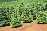 20 DOUGLAS FIR Tree Abies Pseudotsuga Menziesii Christmas Tree Blue Douglas Pine Spruce Native Evergreen Seeds