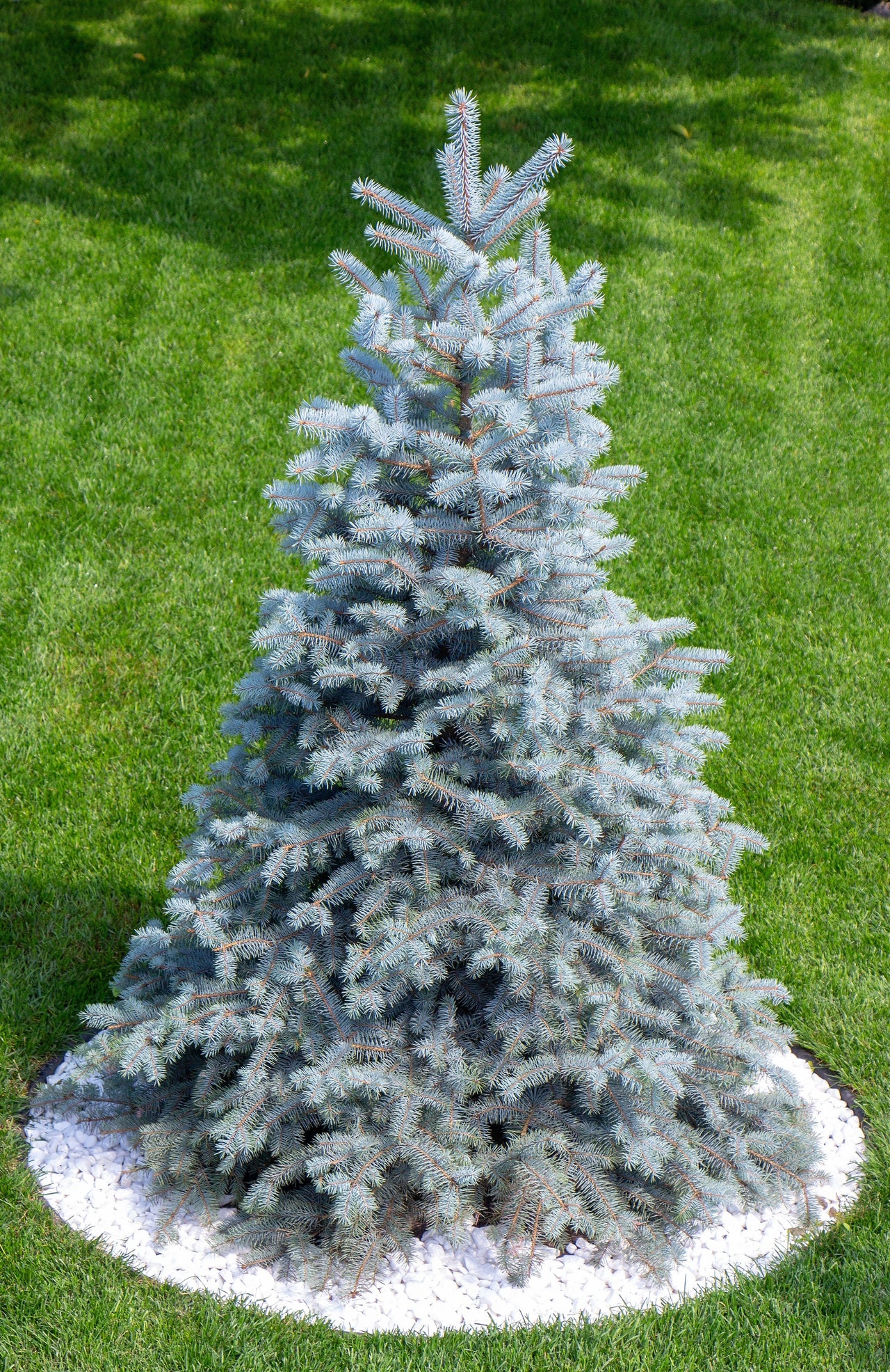 christmas tree seeds to plant 50 Colorado BLUE Spruce Tree Picea Pungens Glauca Christmas Tree White Silver Spruce Evergreen Seeds Grow Your Own Christmas Tree