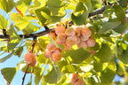 10 GINKGO BILOBA Maidenhair Tree Yellow Fall Orange "Fruit" Herb Seeds