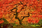 10 RED JAPANESE MAPLE Tree Bloodgood Ornamental Acer Palmatum Seeds