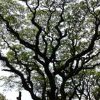20 WOMAN'S TONGUE TREE White Mimosa Nectar Flower Albizia Lebbeck Legume Seeds