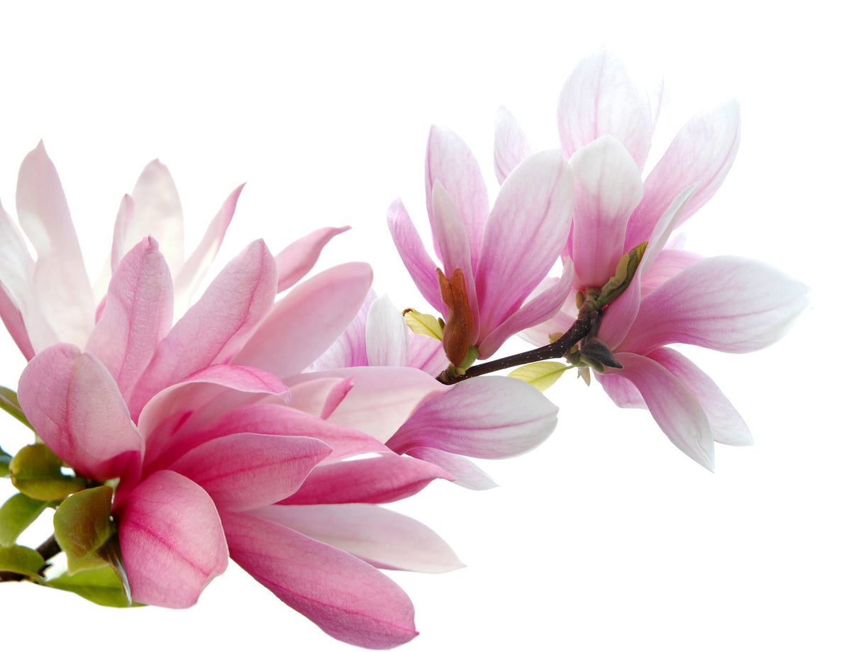 5 SAUCER MAGNOLIA x Soulangeana Denudata & Liliiflora 5 - 10" Pink & White Flower Tulip Tree Seeds