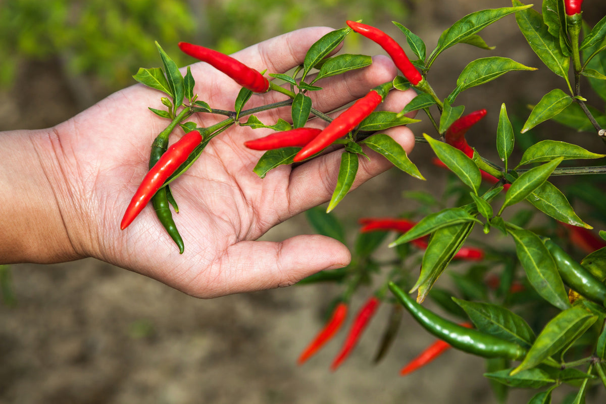 300 LONG Red CAYENNE PEPPER Capsicum Annuum Vegetable Seeds