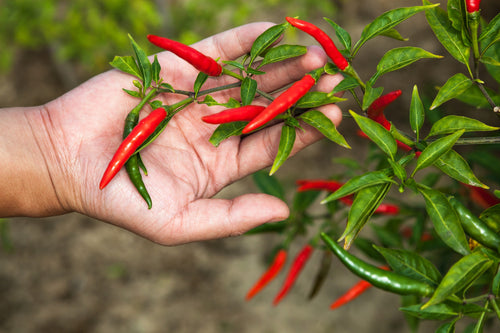 300 LONG Red CAYENNE PEPPER Capsicum Annuum Vegetable Seeds