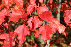20 Tartarian FLAME MAPLE TREE Red Acer Tartaricum Seeds