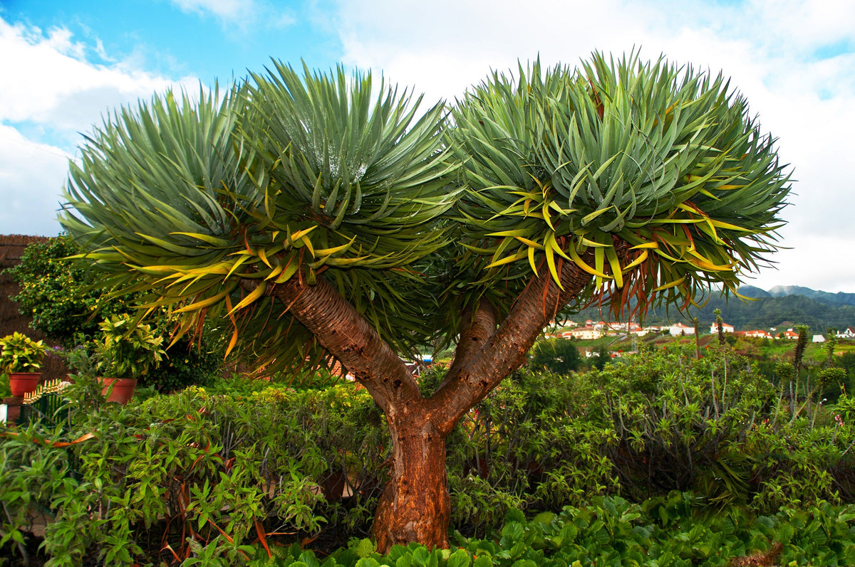 10 DRAGON TREE Dracaena Draco Canary Island Drago Blood Asparagus Yucca Evergreen Succulent Houseplant Orange Berry White Flower Seeds