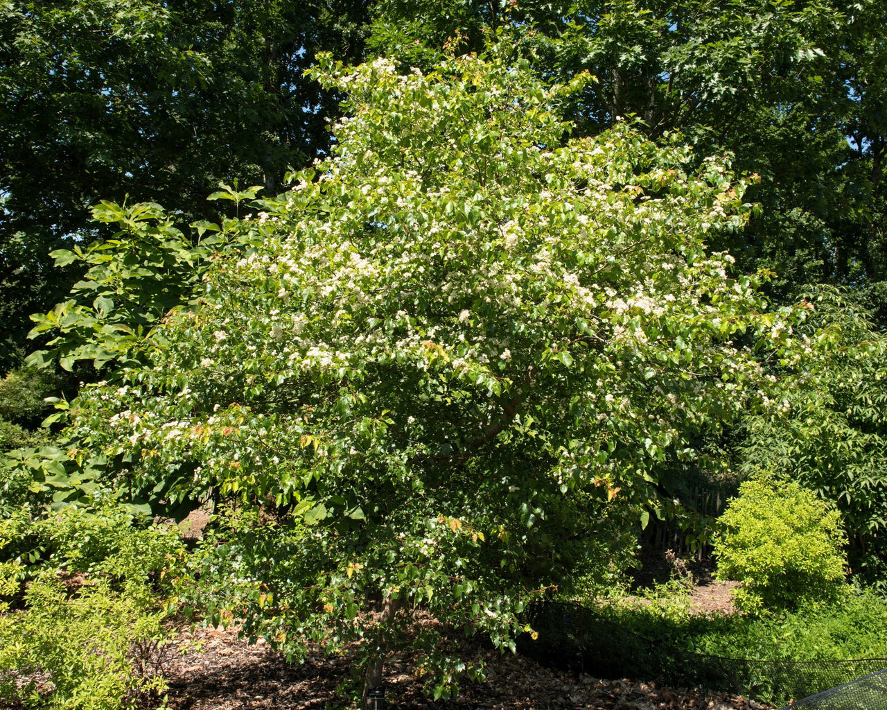 Mayflower Tree 50 WASHINGTON HAWTHORN Crataegus Phaenopyrum Mayflower Shrub Tree Edib ...