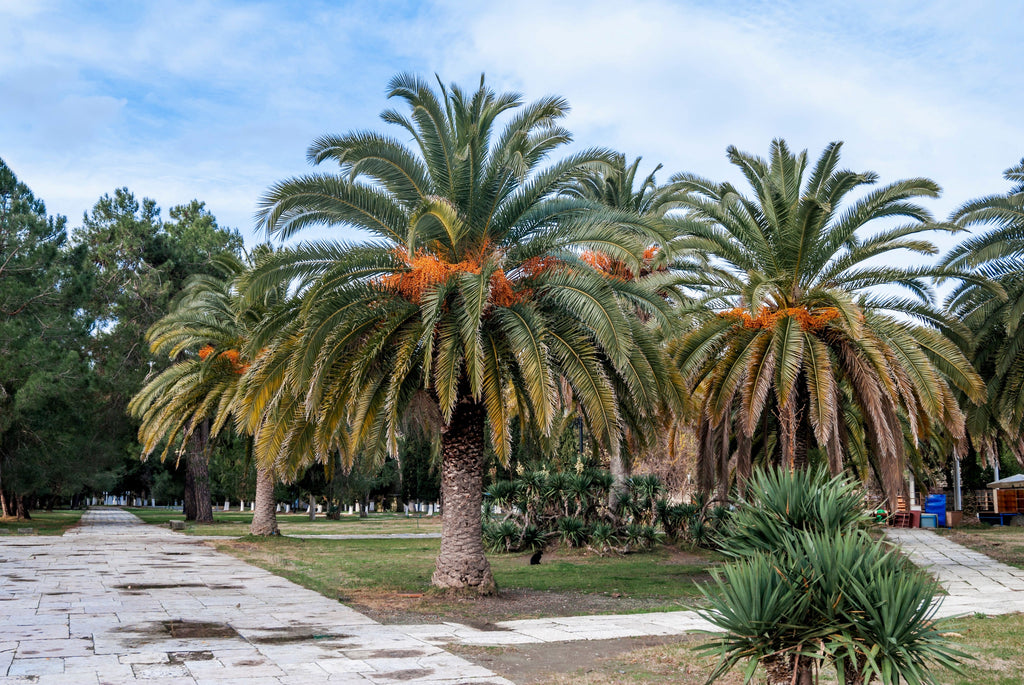 10 CANARY ISLAND Date PALM Phoenix Canariensis Tree Seeds