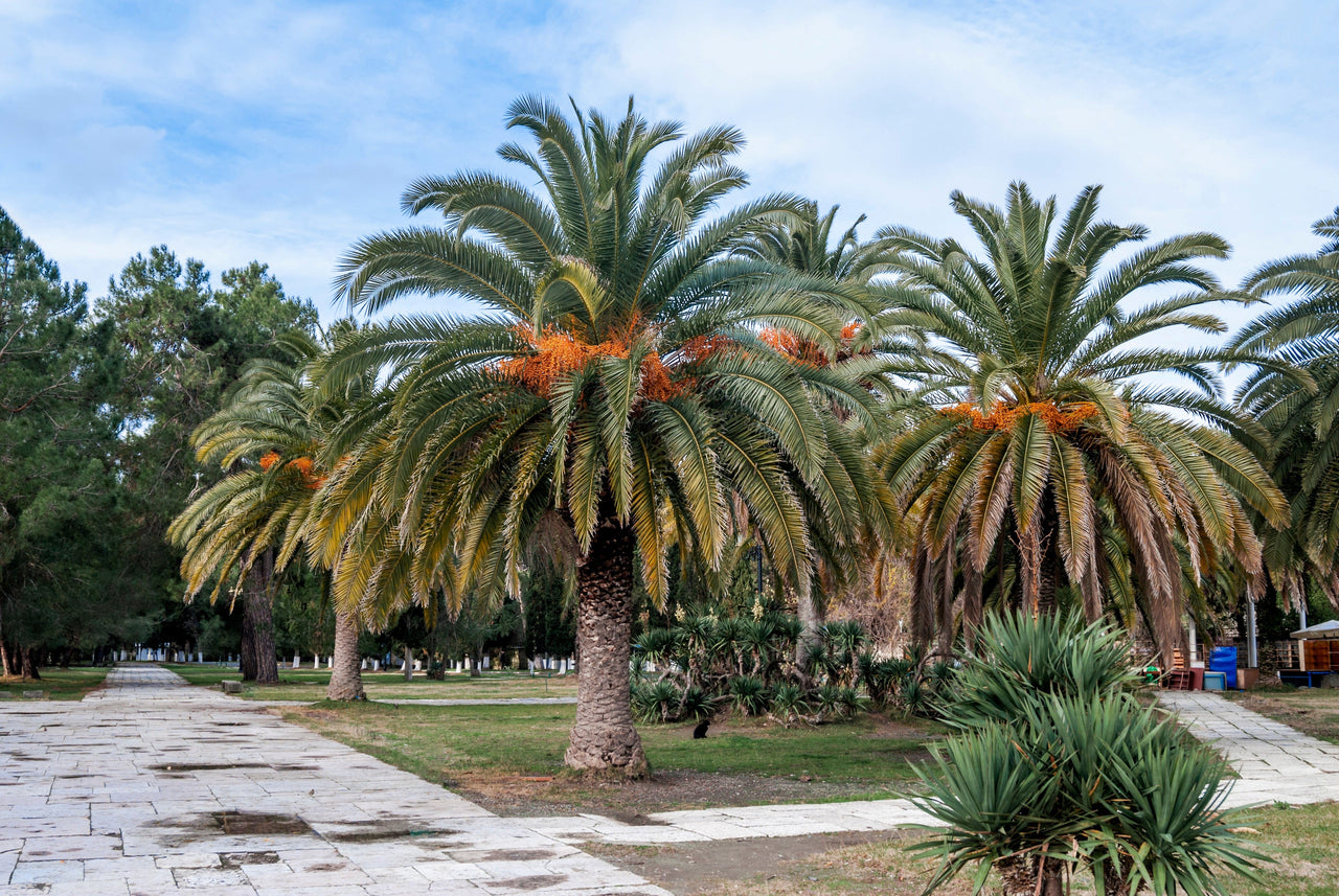 10 CANARY ISLAND Date PALM Phoenix Canariensis Tree Seeds