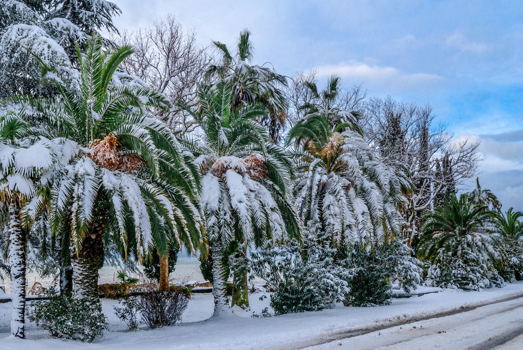 10 CANARY ISLAND Date PALM Phoenix Canariensis Tree Seeds