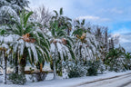 10 CANARY ISLAND Date PALM Phoenix Canariensis Tree Seeds