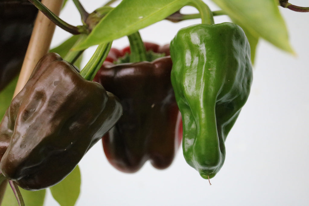 30 CHOCOLATE BEAUTY Bell PEPPER Sweet Brown Capsicum Annuum Vegetable Seeds