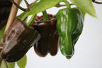 30 CHOCOLATE BEAUTY Bell PEPPER Sweet Brown Capsicum Annuum Vegetable Seeds