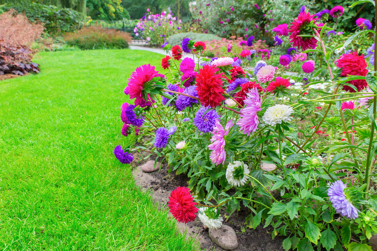 30 MIXED PAEONY ASTER Callistephus Peony Red Pink White Blue Purple Yellow Coral Apricot French Flower Seeds