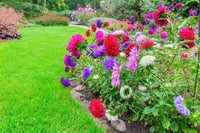 30 MIXED PAEONY ASTER Callistephus Peony Red Pink White Blue Purple Yellow Coral Apricot French Flower Seeds